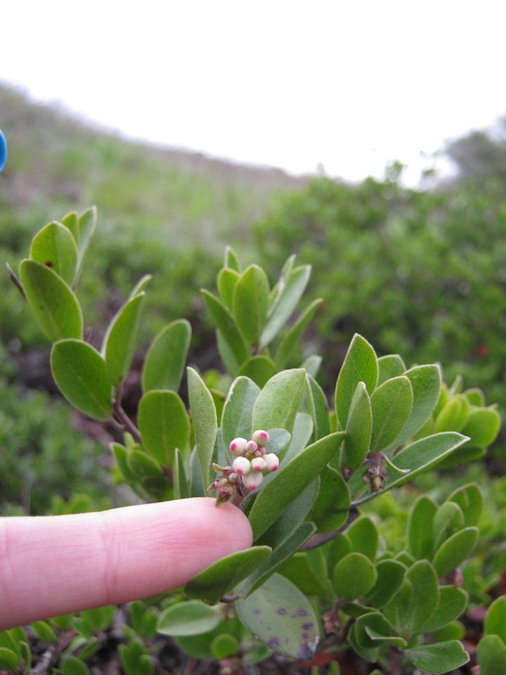 The rare Franciscan Manzanita at Inspiration Point Overlook in the Presidio.
